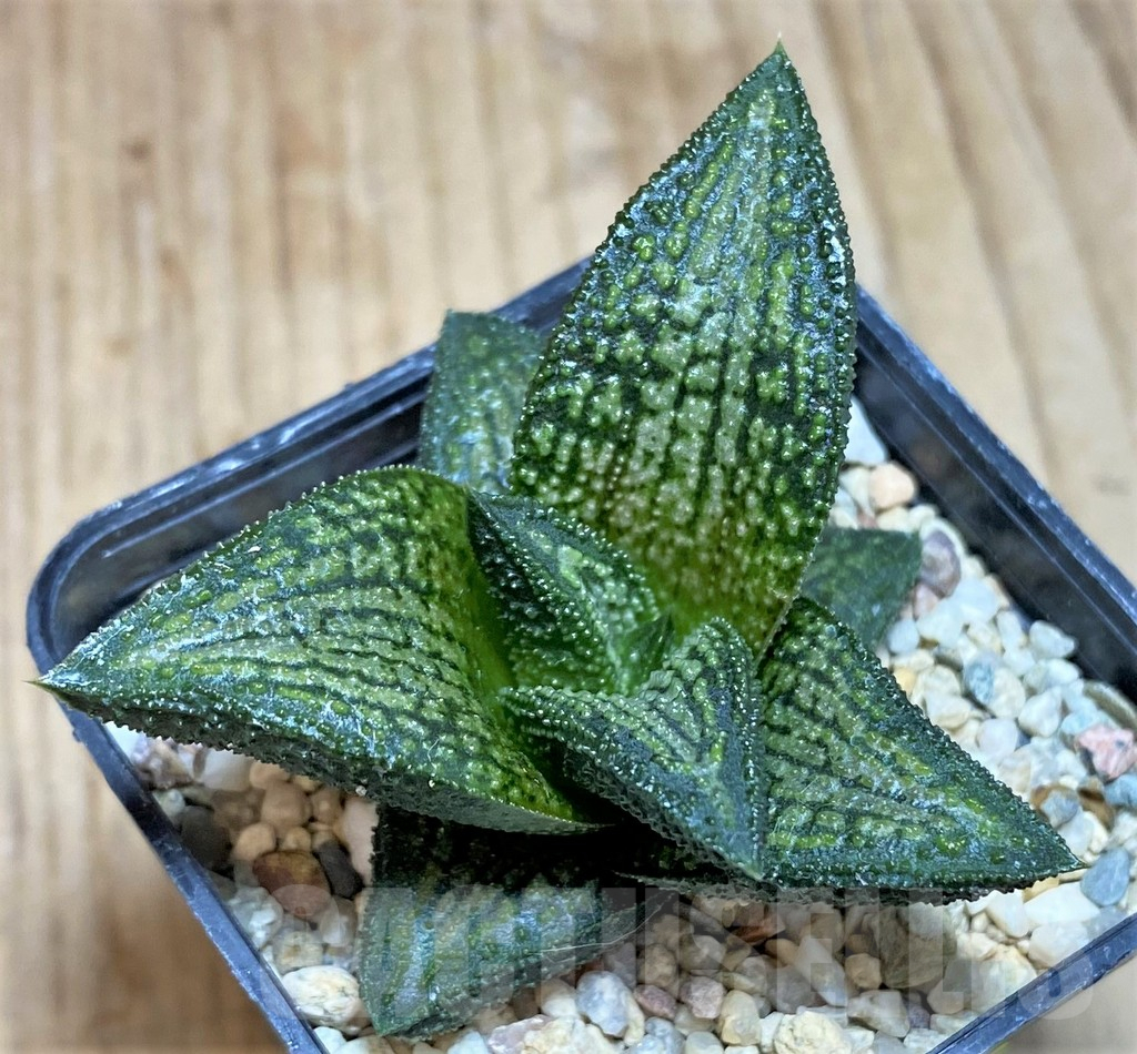 SH646 Haworthia 'Kintaikyo' - Imagen 2
