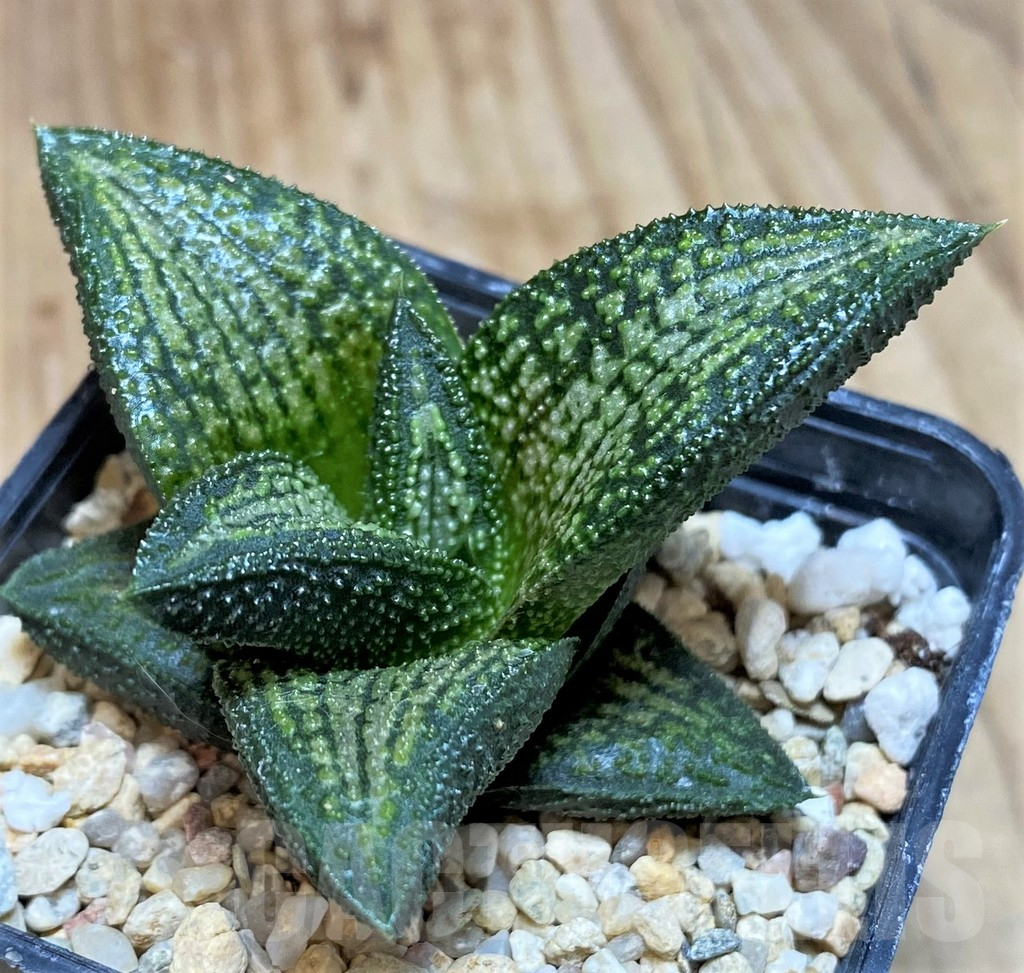 SH646 Haworthia 'Kintaikyo'
