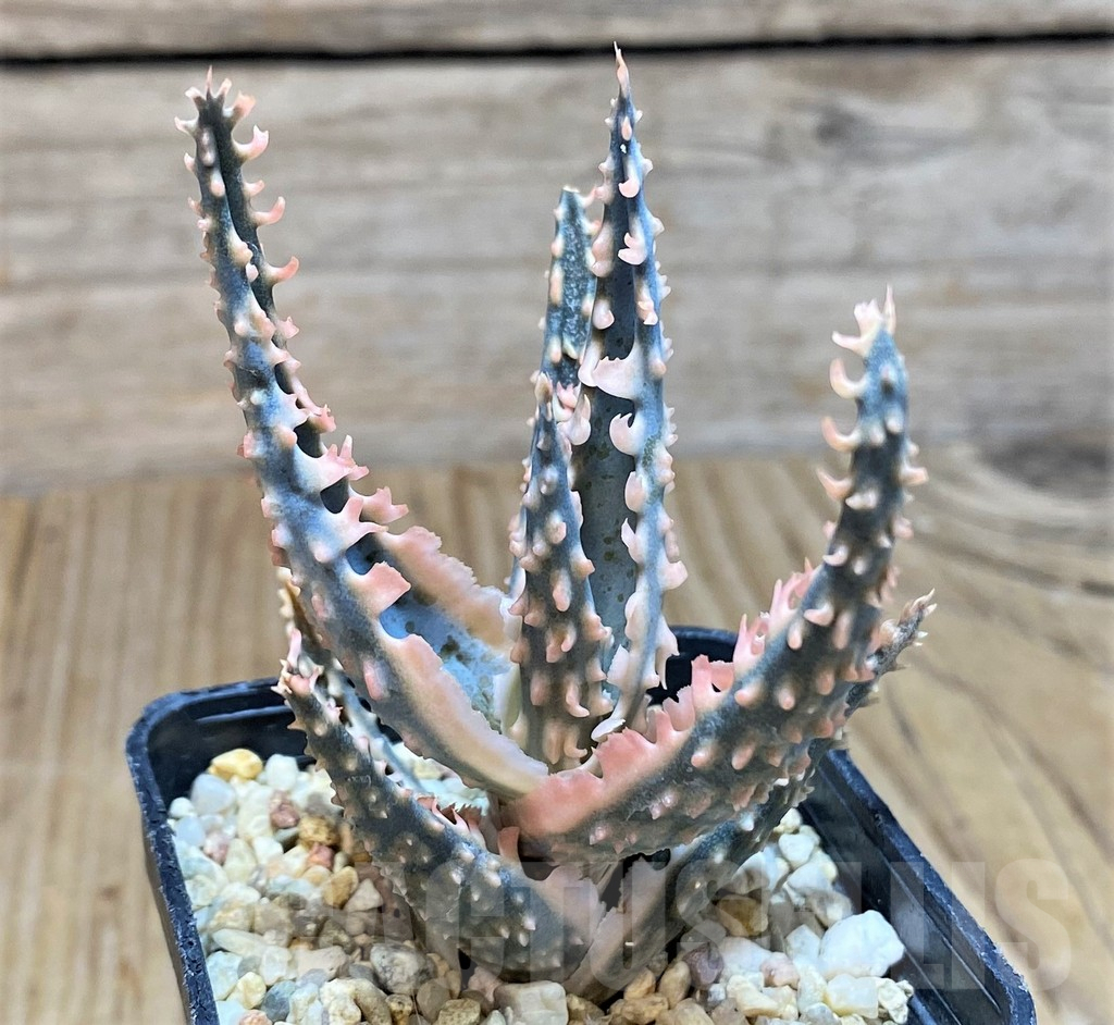 SH650 Aloe TCT hybrid - immagine 3