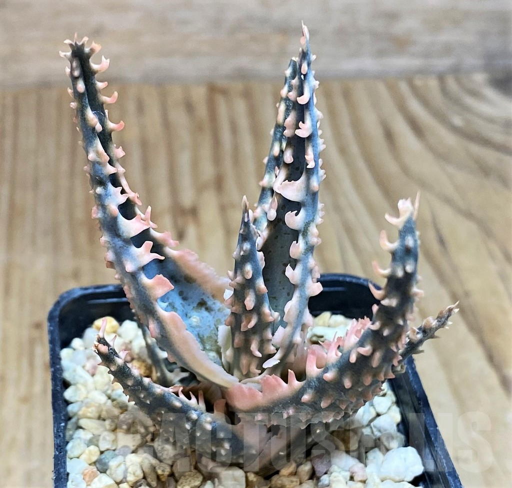 SH650 Aloe TCT hybrid - immagine 2