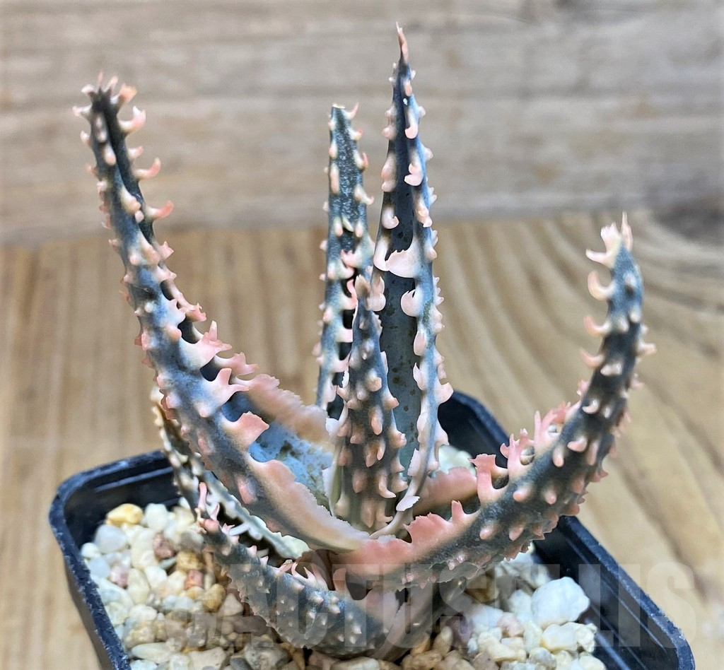 SH650 Aloe TCT hybrid