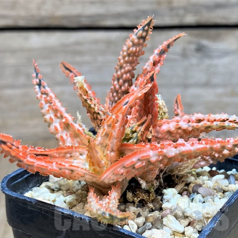 SH651 Aloe TCT hybrid