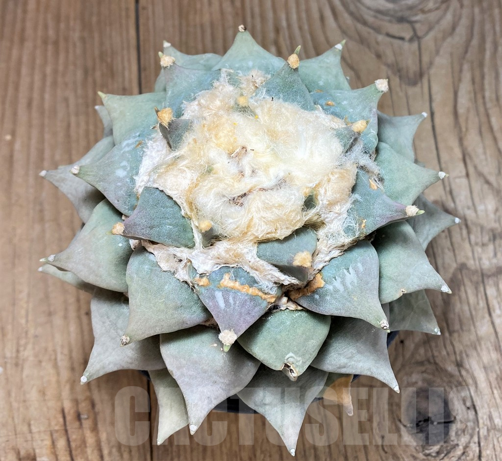 SH745 Ariocarpus retusus, own roots - Зображення 2