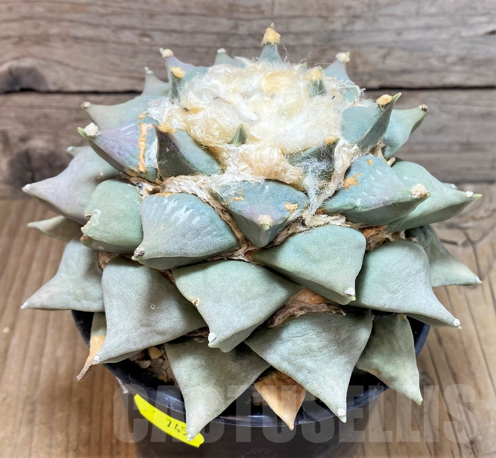 SH745 Ariocarpus retusus, own roots - Зображення 3