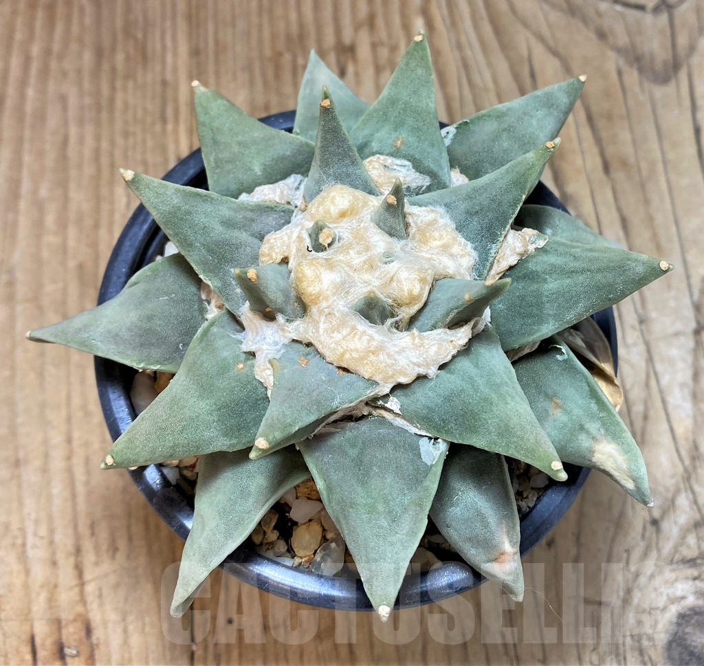 SH764 Ariocarpus retusus -Saltillo, Coahuila, San Luis Potosi, Mexico-