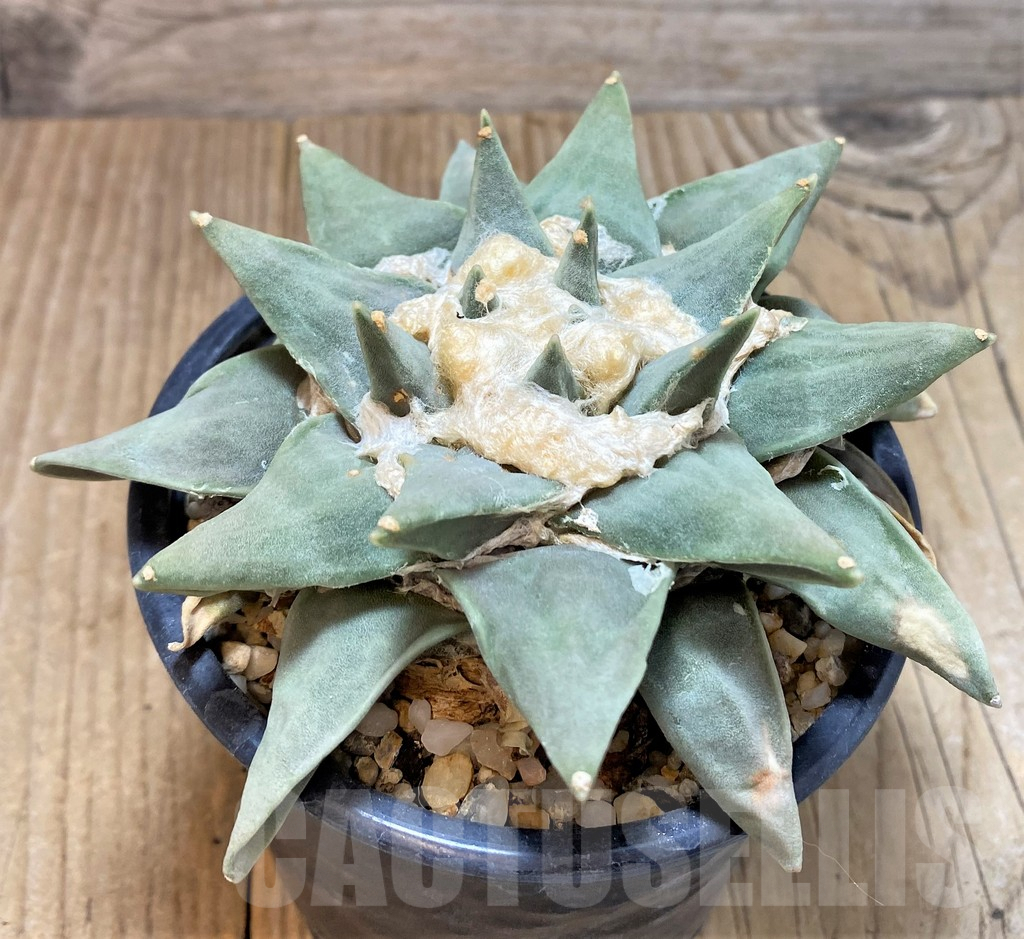 SH764 Ariocarpus retusus -Saltillo, Coahuila, San Luis Potosi, Mexico- - immagine 2