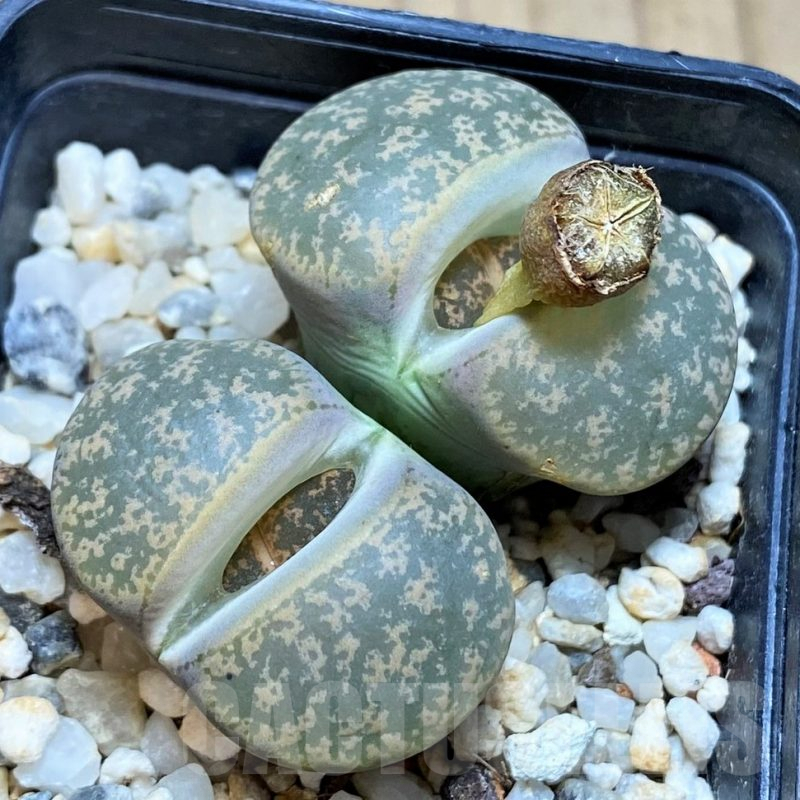 SH1036 Lithops lesliei -Stilfontein-