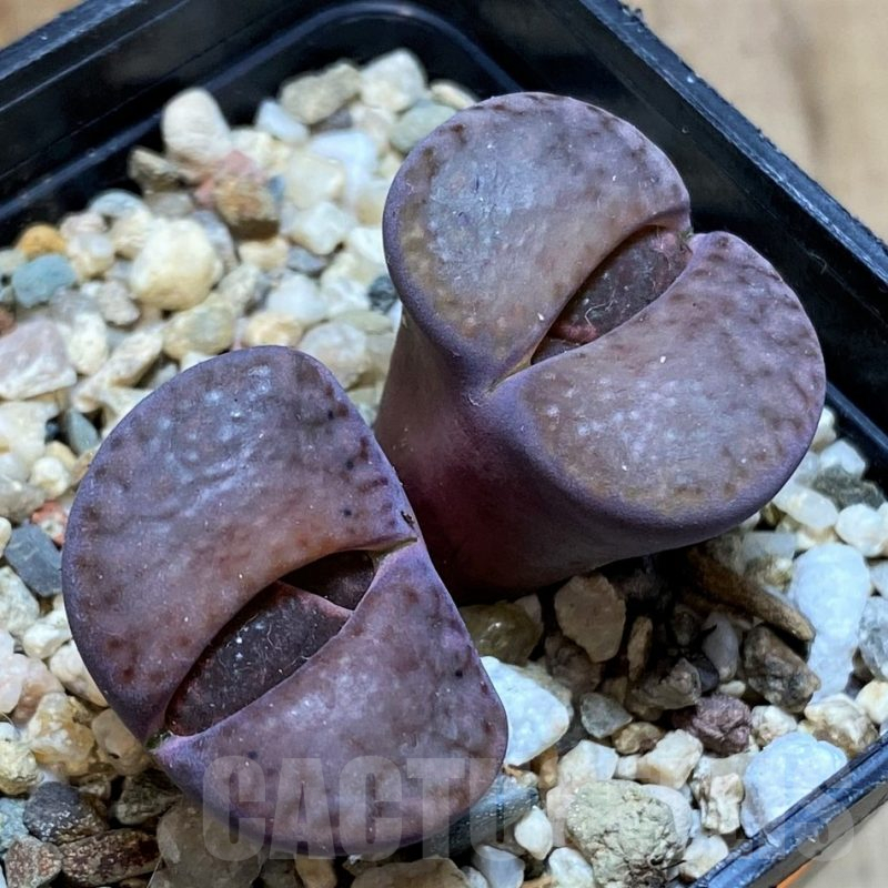 SH1045 Lithops bromfieldii v. glaudinae 'Embers' C393A
