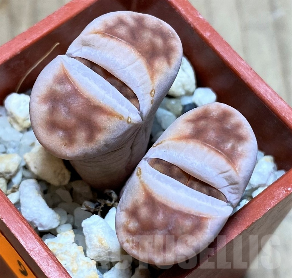SH993 Lithops karasmontana v. summitatum