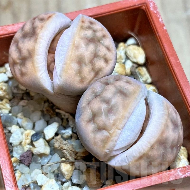 SH995 Lithops karasmontana v. summitatum