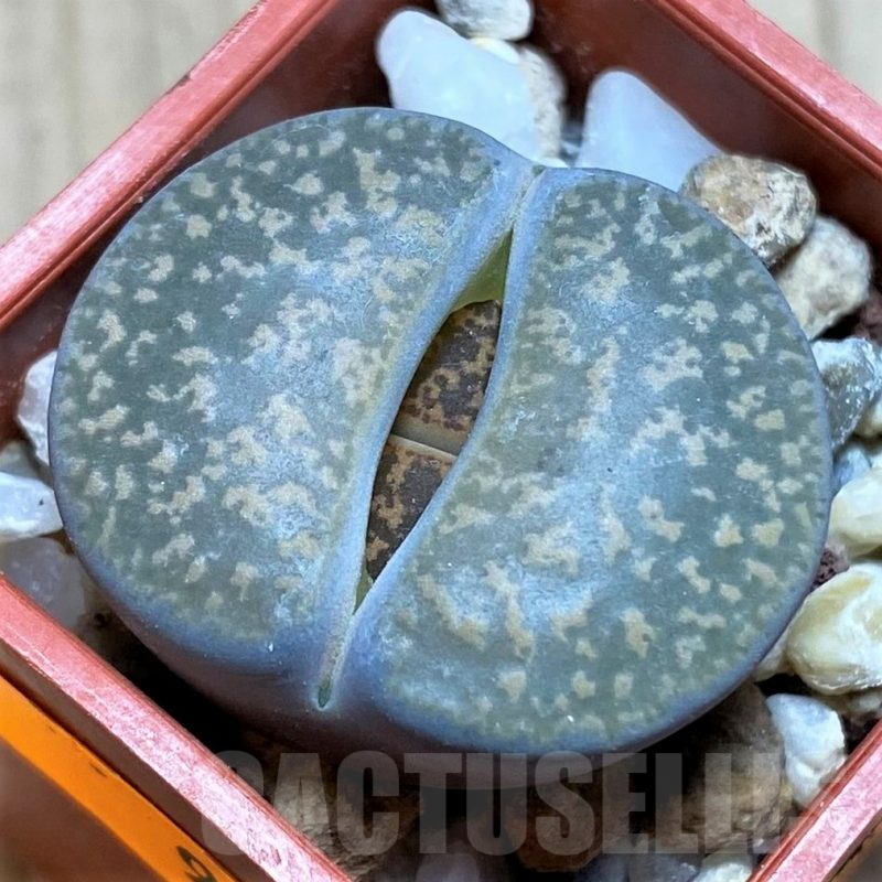 SH998 Lithops lesliei ssp. lesliei v. lesliei C018 -Near Stella, South Africa-
