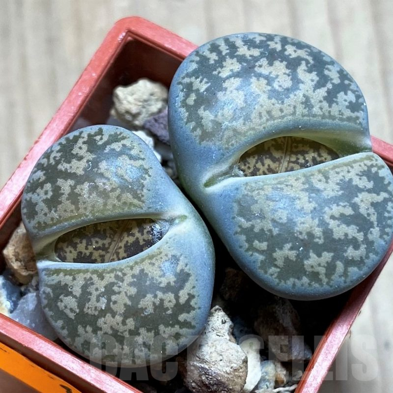 SH1000 Lithops lesliei ssp. lesliei v. lesliei C018 -Near Stella, South Africa-