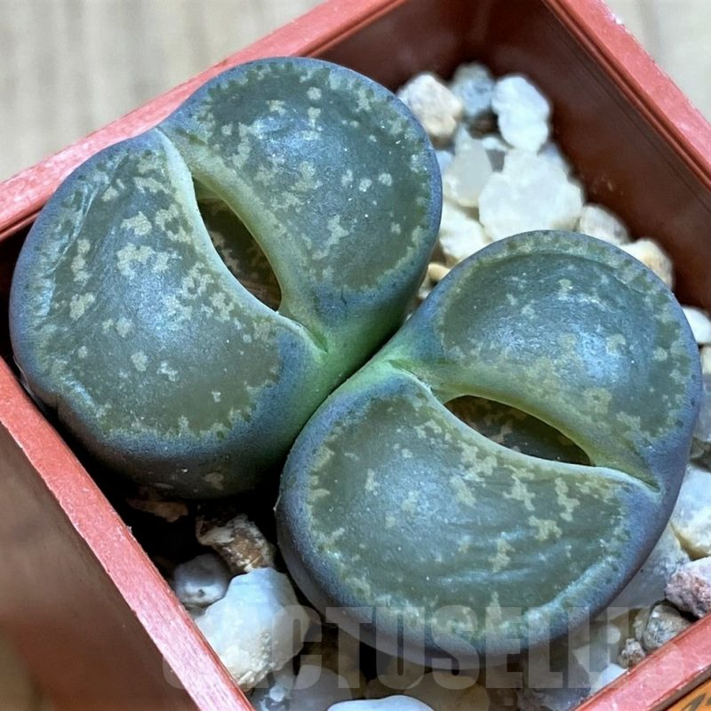 SH1001 Lithops lesliei ssp. lesliei v. lesliei C018 -Near Stella, South Africa-