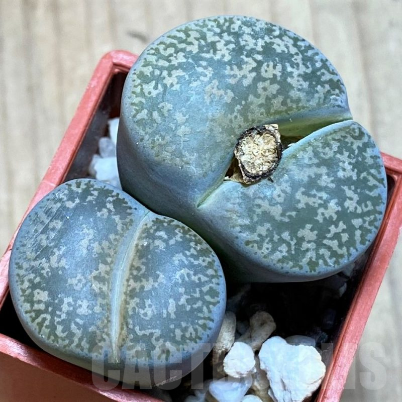 SH1002 Lithops lesliei ssp. lesliei v. lesliei C018 -Near Stella, South Africa-