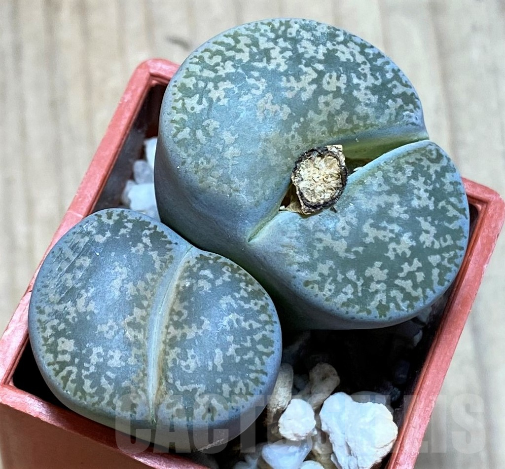 SH1002 Lithops lesliei ssp. lesliei v. lesliei C018 -Near Stella, South Africa-
