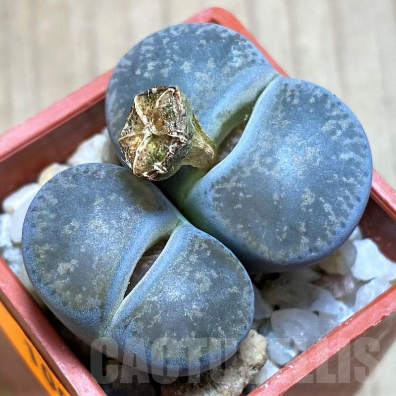 SH1009 Lithops lesliei ssp. lesliei v. lesliei C009 -70 km W of Mafikeng, South Africa-