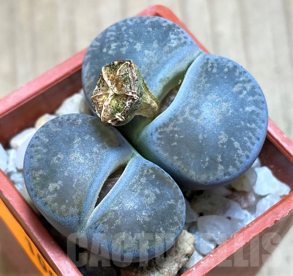 SH1009 Lithops lesliei ssp. lesliei v. lesliei C009 -70 km W of Mafikeng, South Africa-