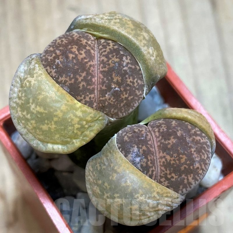 SH1010 Lithops lesliei ssp. lesliei v. lesliei C009 -70 km W of Mafikeng, South Africa-