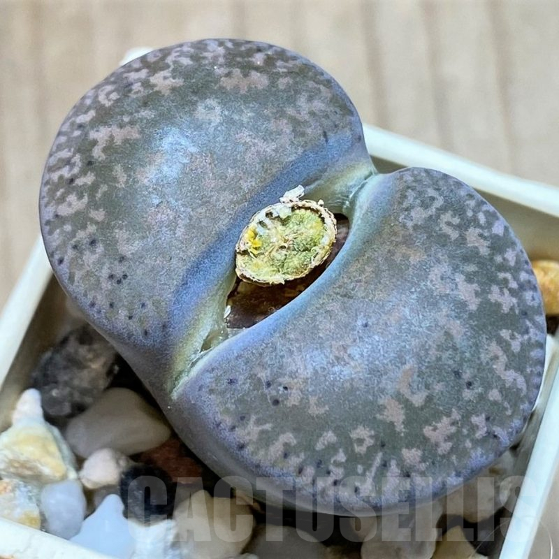 SH1011 Lithops lesliei ssp. lesliei v. lesliei C009 -70 km W of Mafikeng, South Africa-