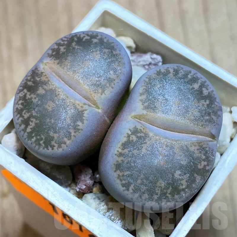 SH1016 Lithops lesliei ssp. lesliei v. lesliei grey Form C008 -70 km W of Mafikeng, South Africa-