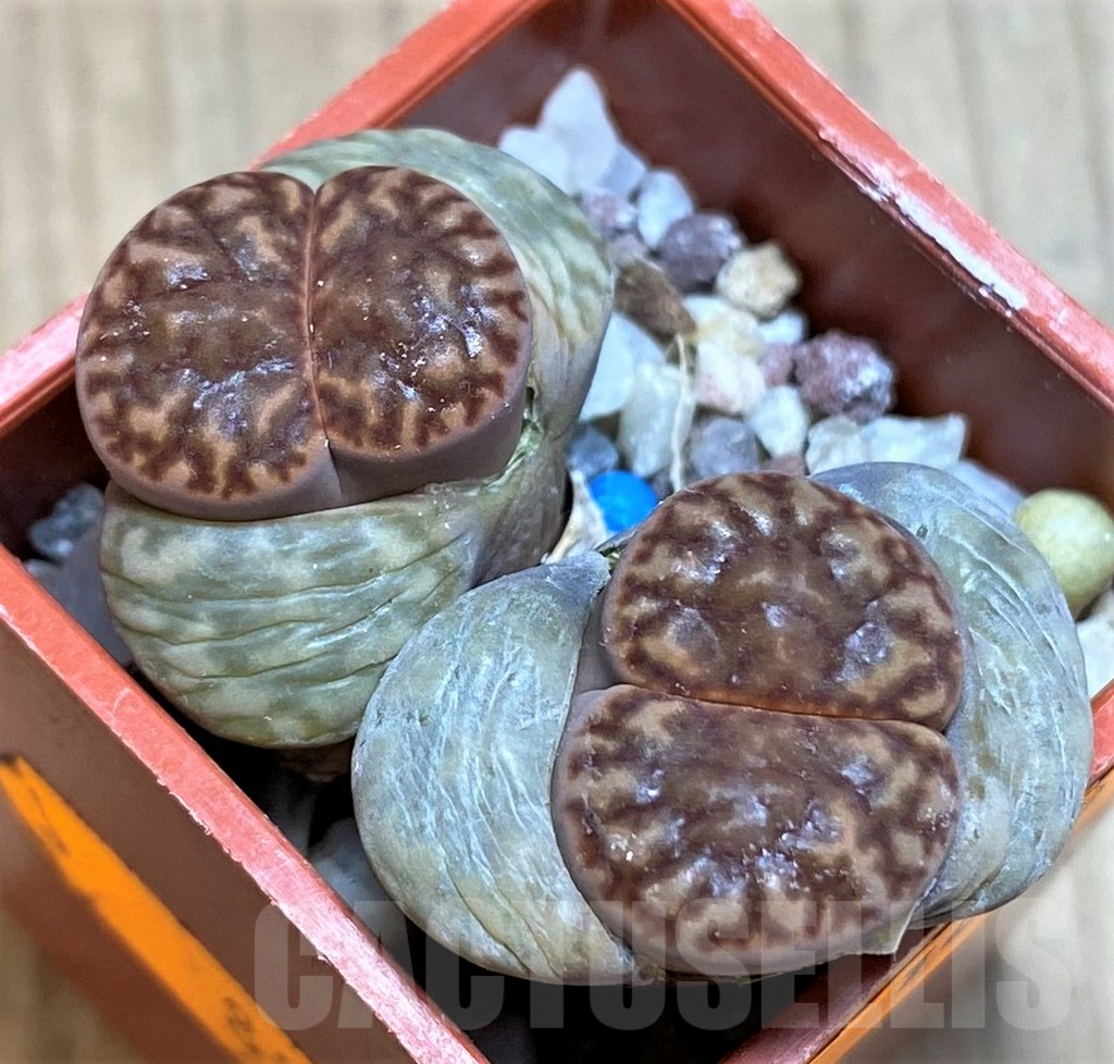 SH1020 Lithops bromfieldii v. bromfieldii C368 -25 km SE of Upington, South Africa-