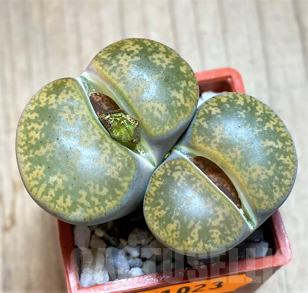 SH1023 Lithops lesliei SH1621 -Herming spenits-