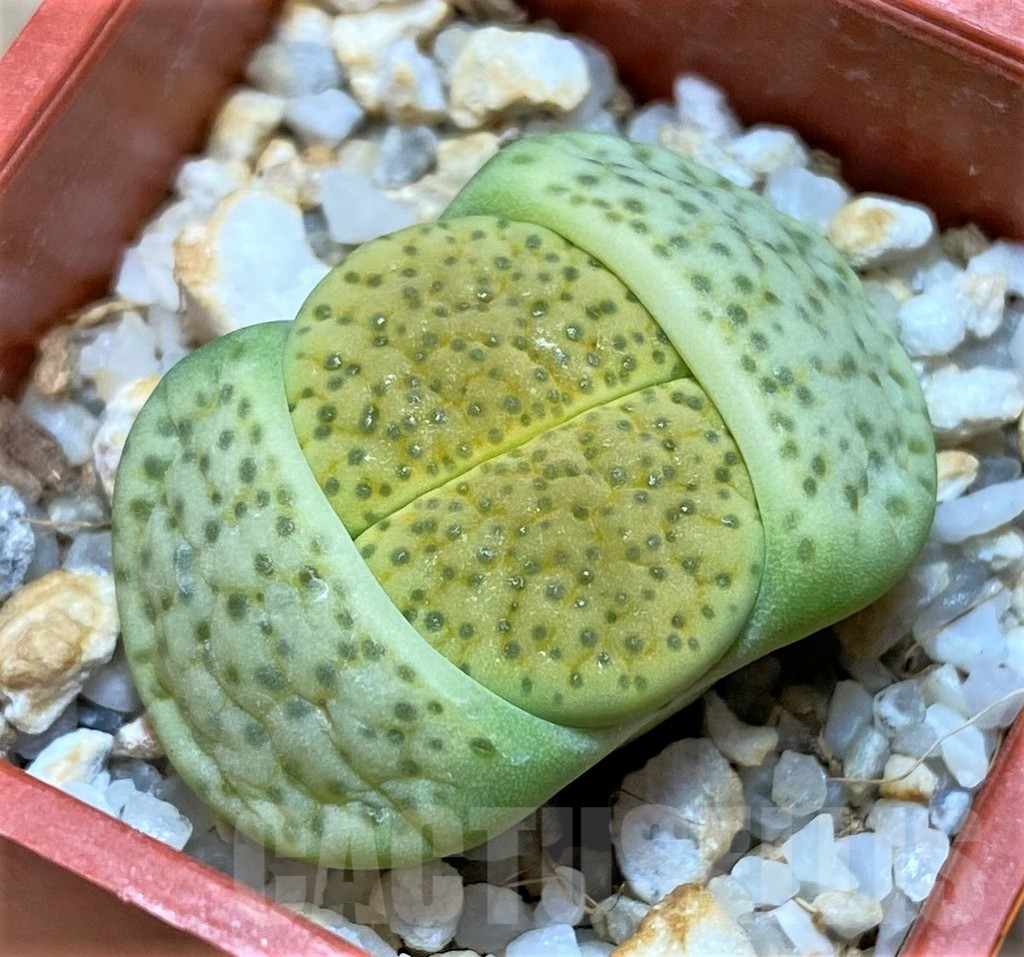 SH990 Lithops fulviceps v. aurea C363