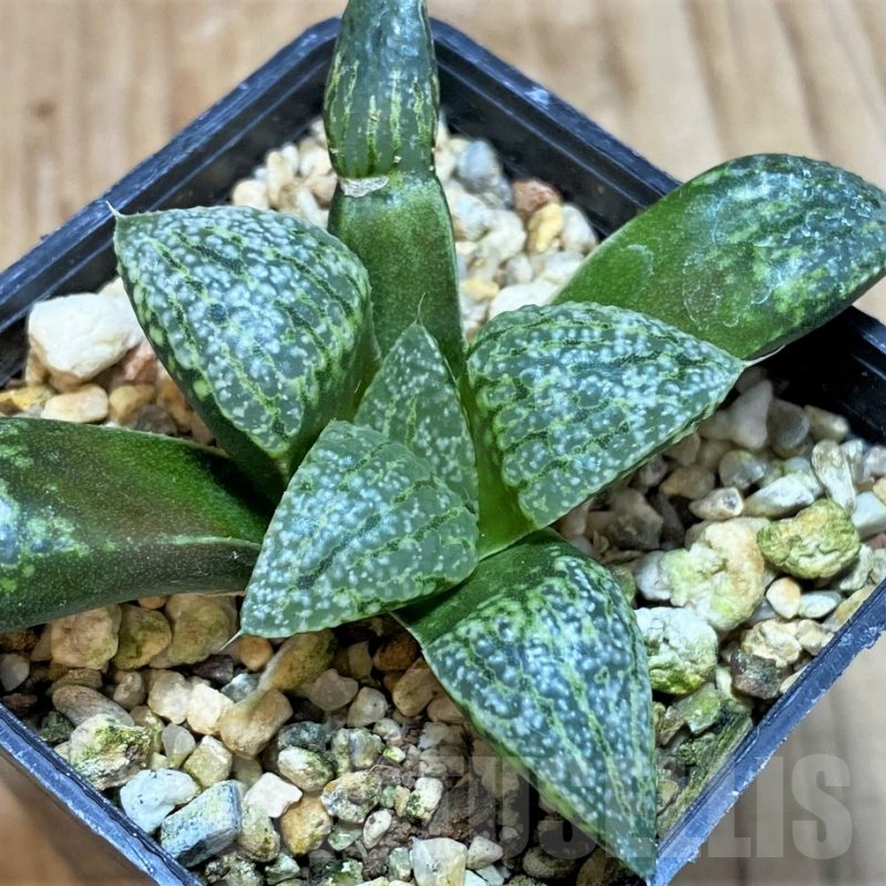 SH1054 Haworthia picta 'White' -Japan-