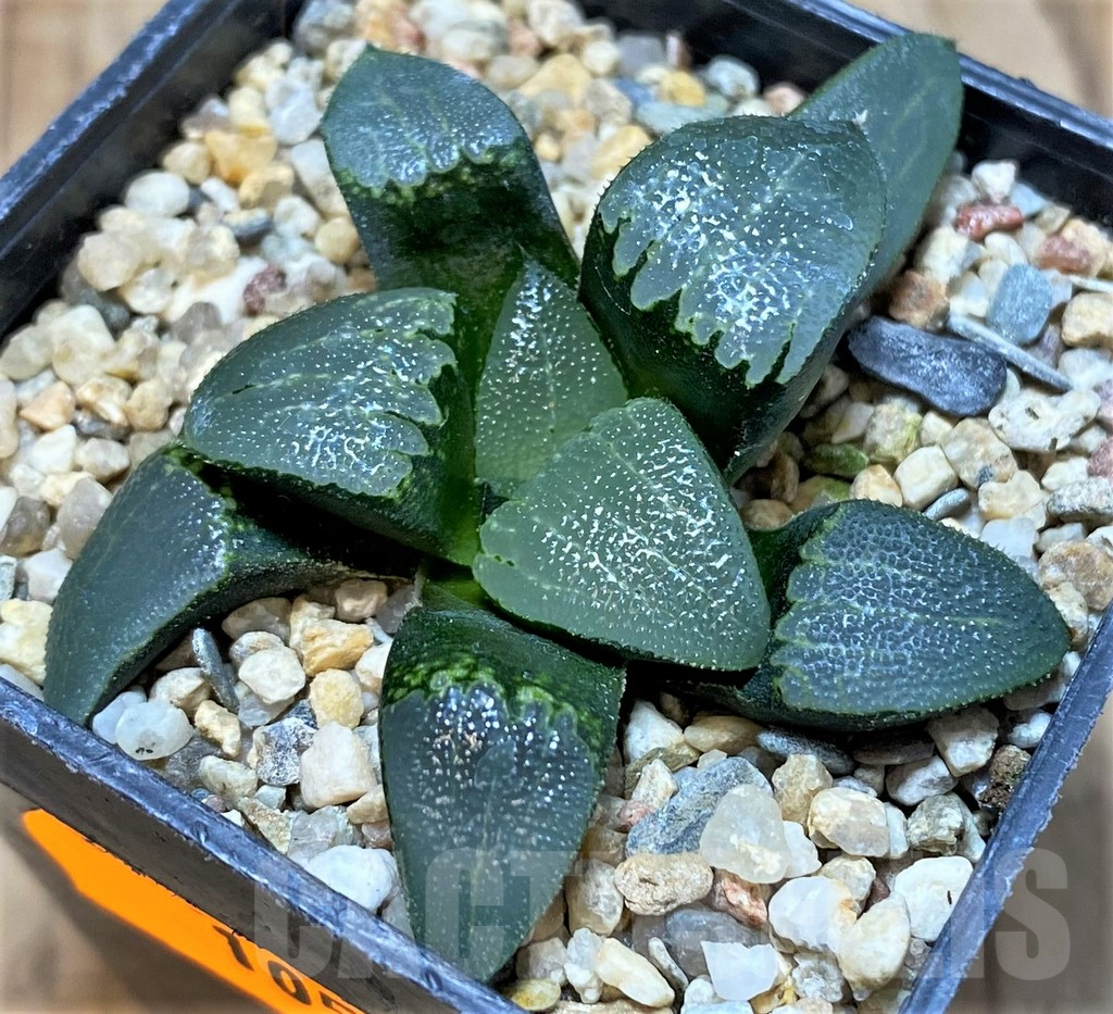 SH1056 Haworthia bayeri - immagine 2