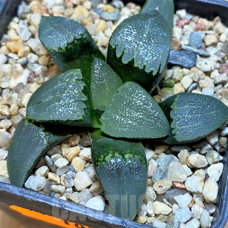 SH1056 Haworthia bayeri