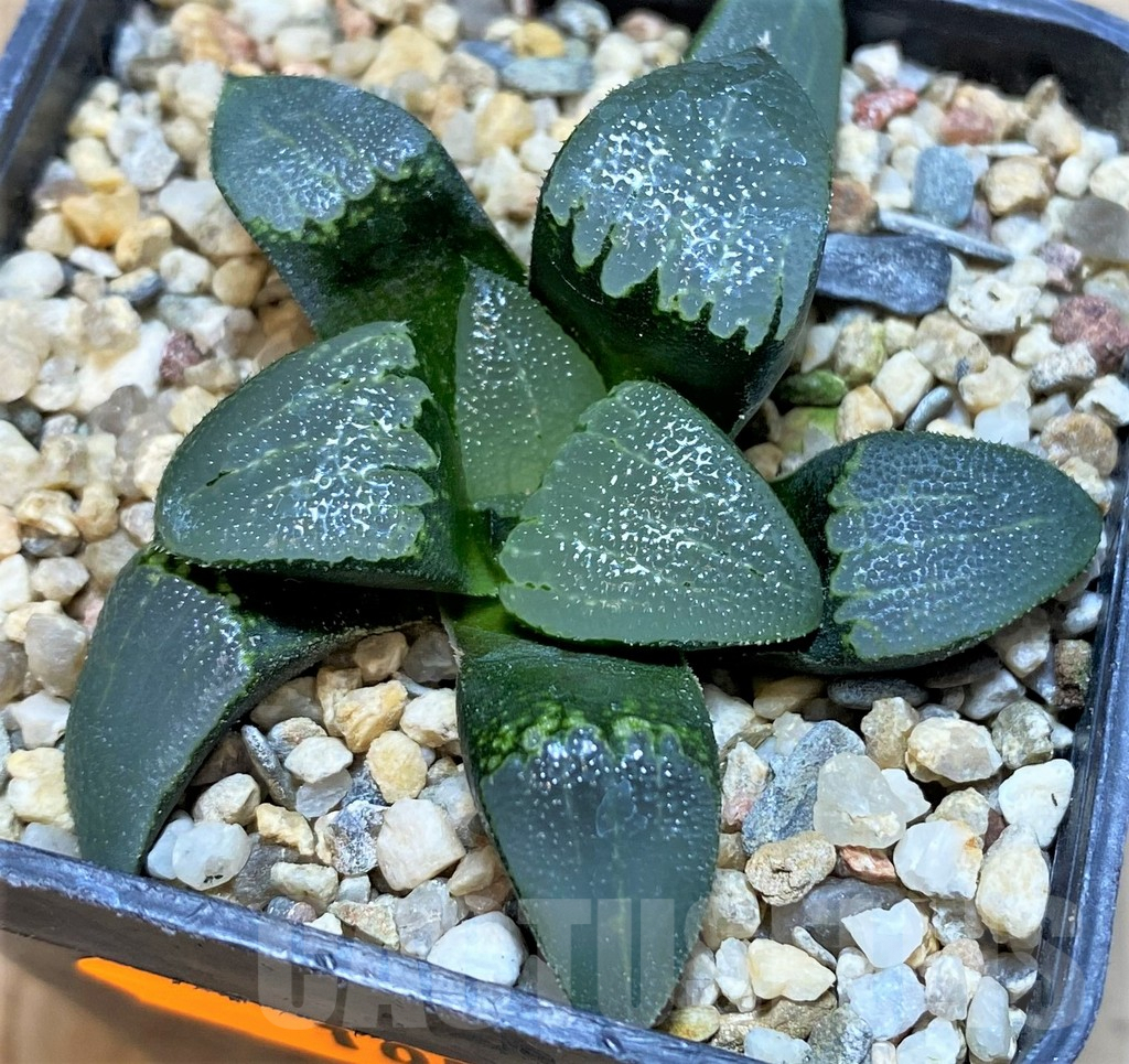 SH1056 Haworthia bayeri