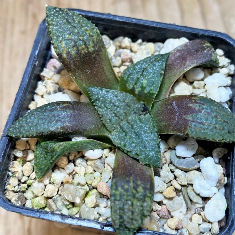 SH1057 Haworthia picta -Japan-