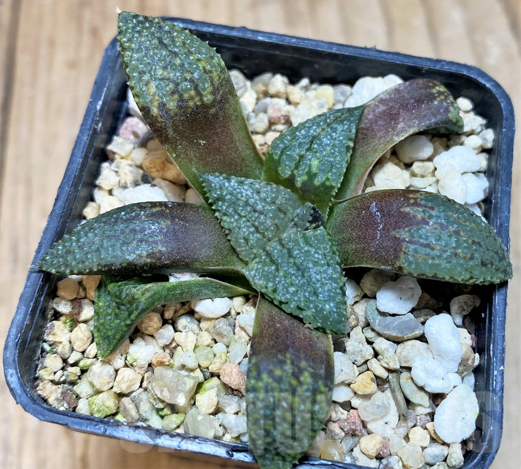 SH1057 Haworthia picta -Japan-