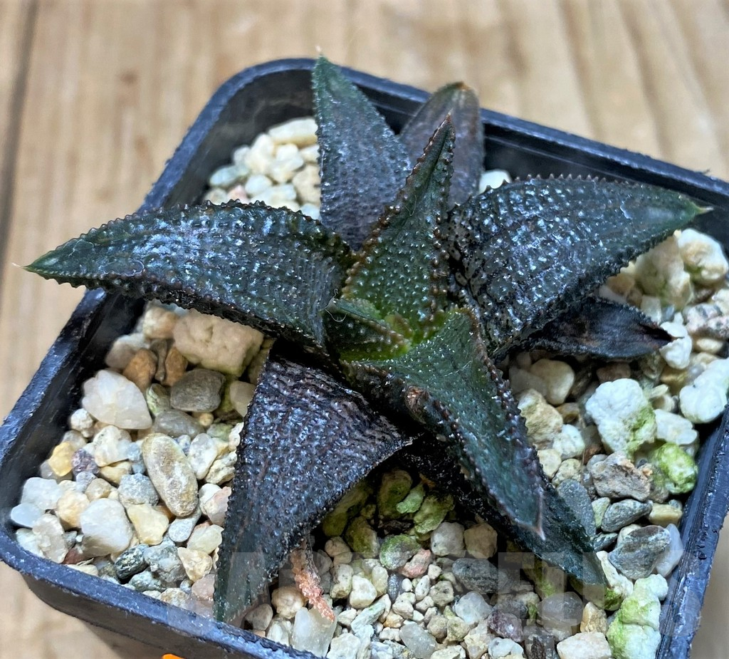 SH1058 Haworthia koelmaniorum hybrid - Image 2