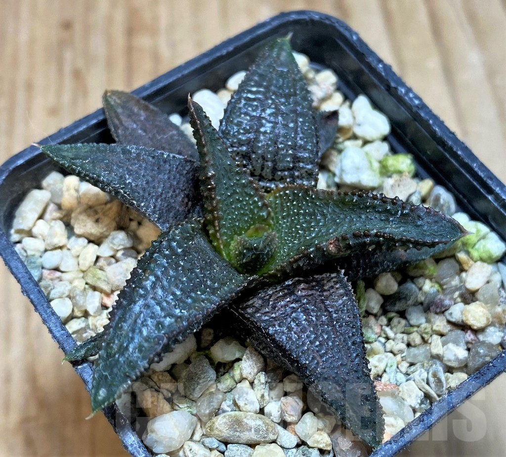 SH1058 Haworthia koelmaniorum hybrid