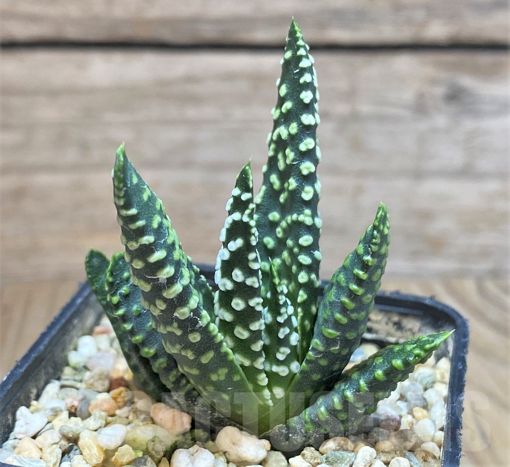 SH1059 Haworthia pumila 'Donut'