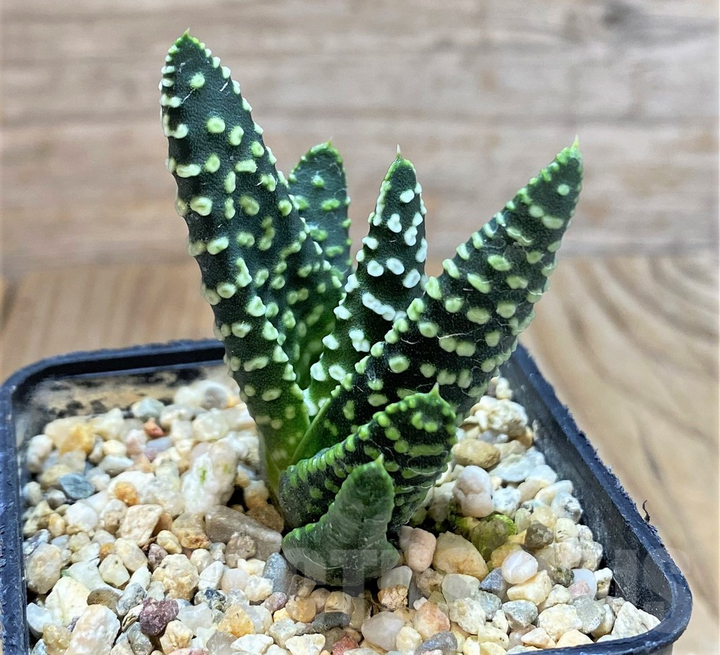 SH1059 Haworthia pumila 'Donut' - Image 2
