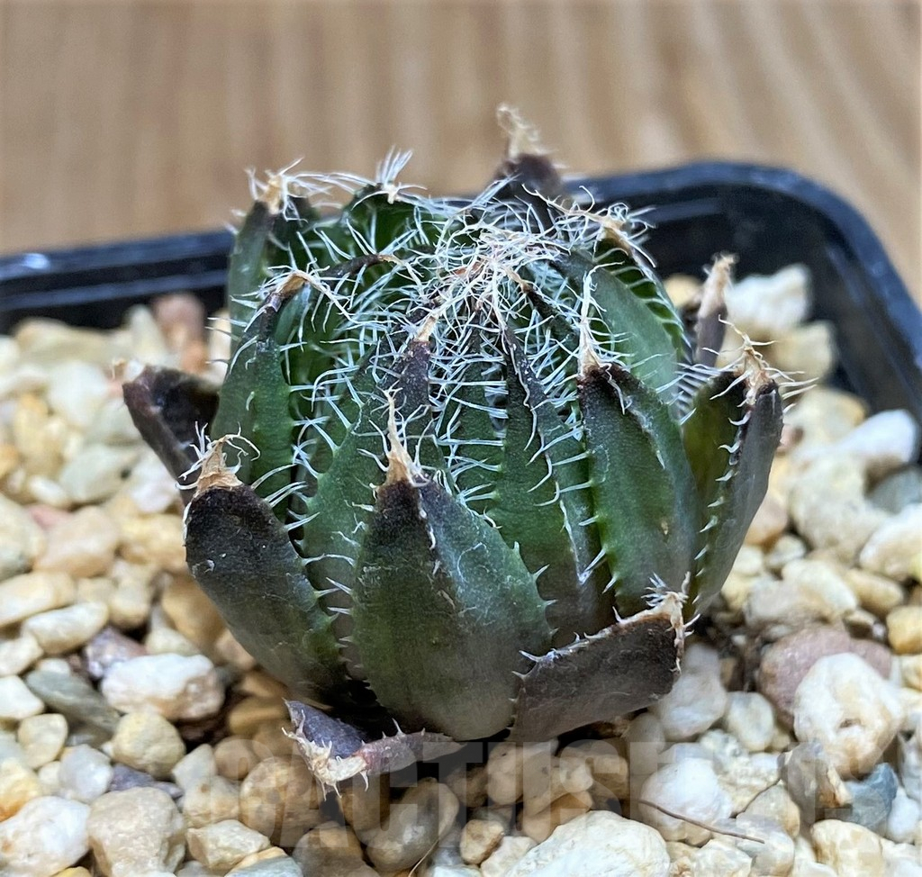 SH1062 Haworthia aranea