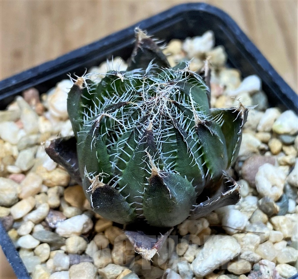 SH1062 Haworthia aranea - Image 2