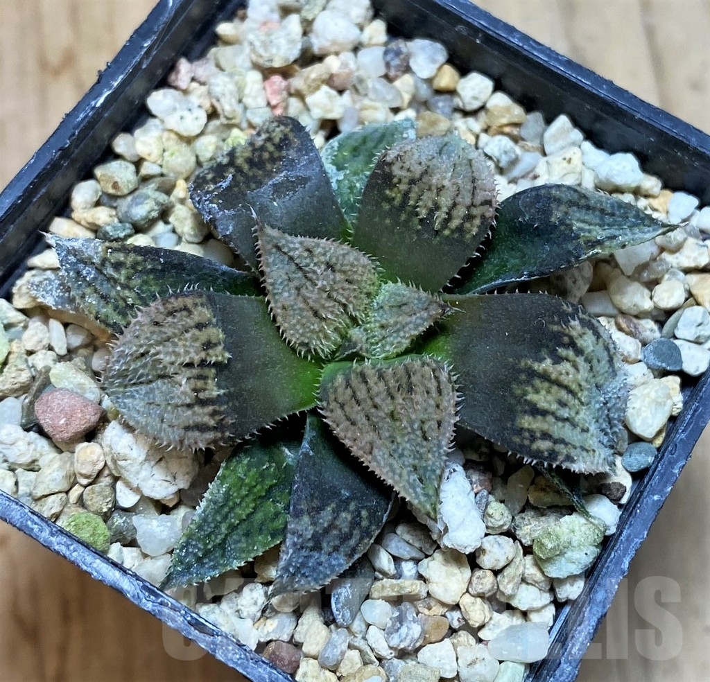 SH1063 Haworthia splendens 'Nautilus' - Imagen 2