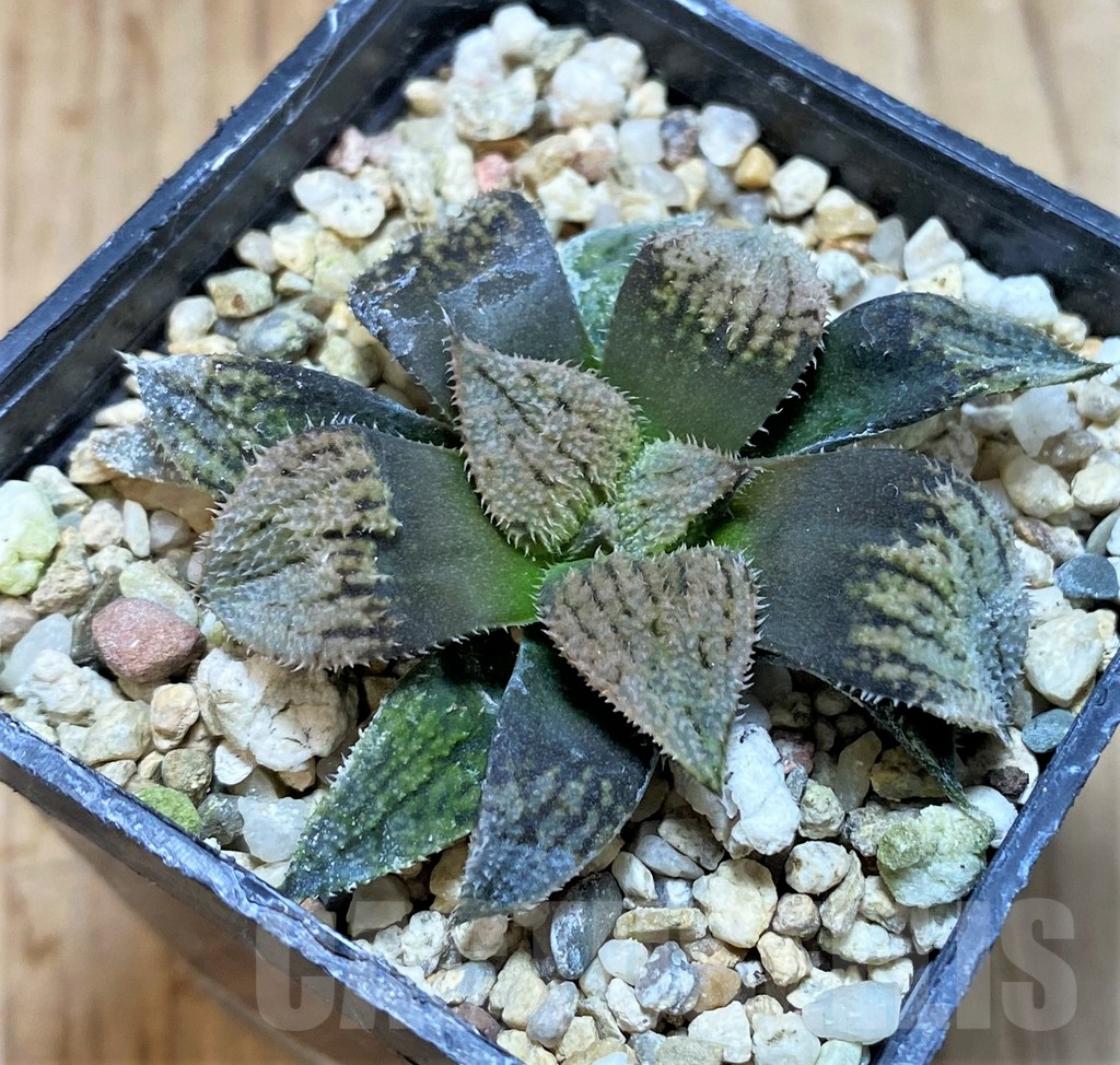 SH1063 Haworthia splendens 'Nautilus'
