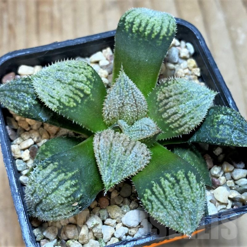 SH1064 Haworthia splendens 'Nautilus'