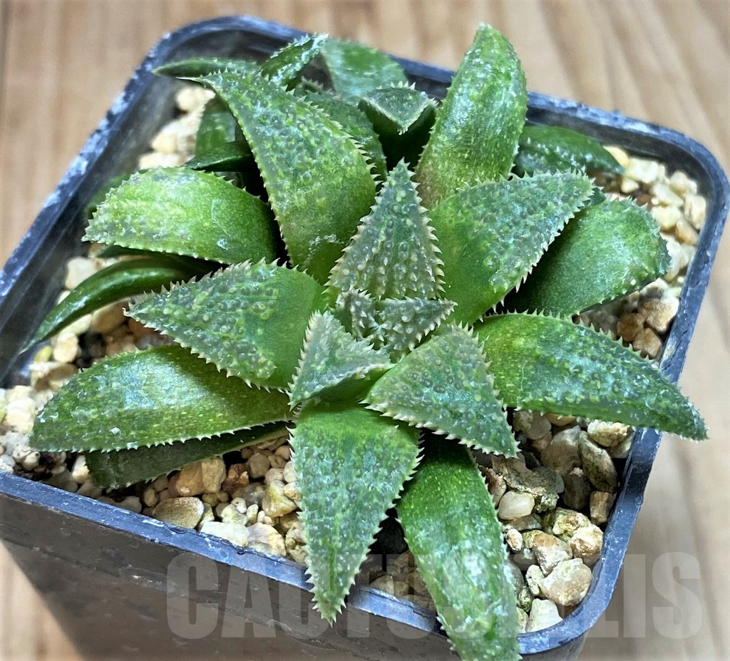 SH1065 Haworthia parksiana hybrid