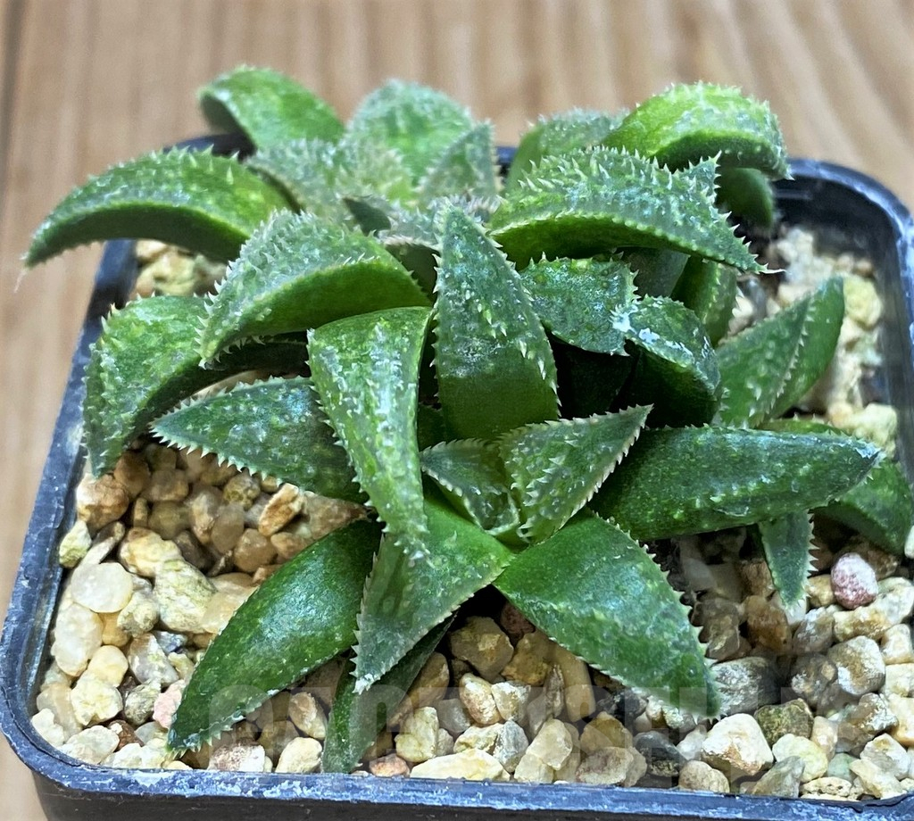 SH1065 Haworthia parksiana hybrid - Image 2