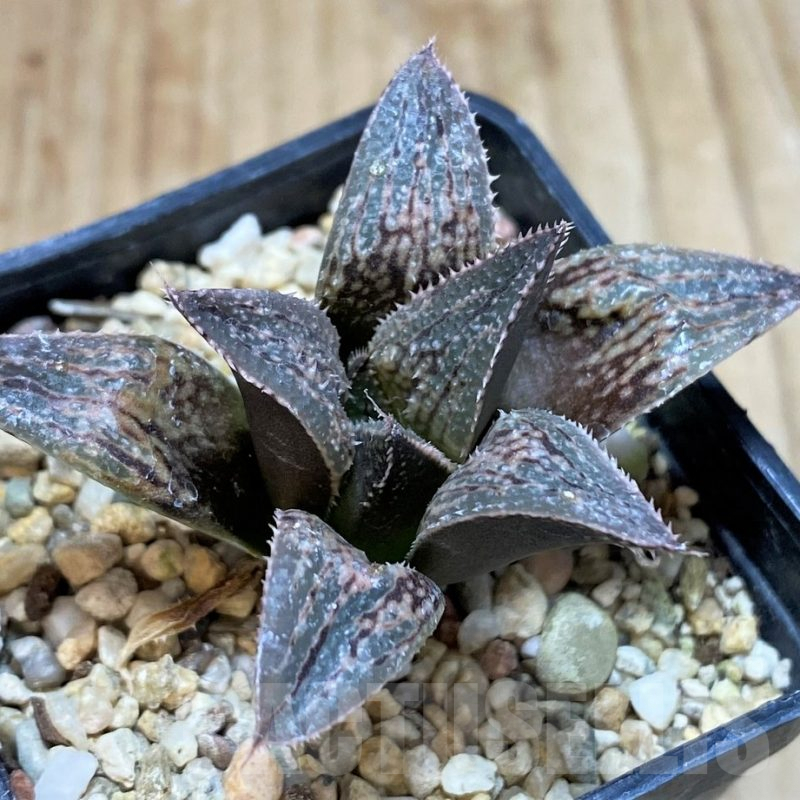 SH1050 Haworthia wimii -Japan-