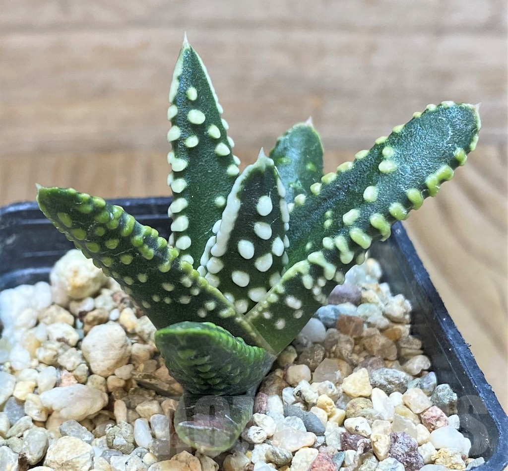 SH1066 Haworthia pumila 'Emperor'