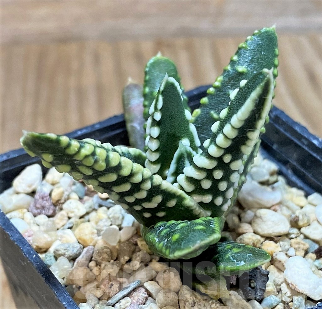 SH1066 Haworthia pumila 'Emperor' - Image 2