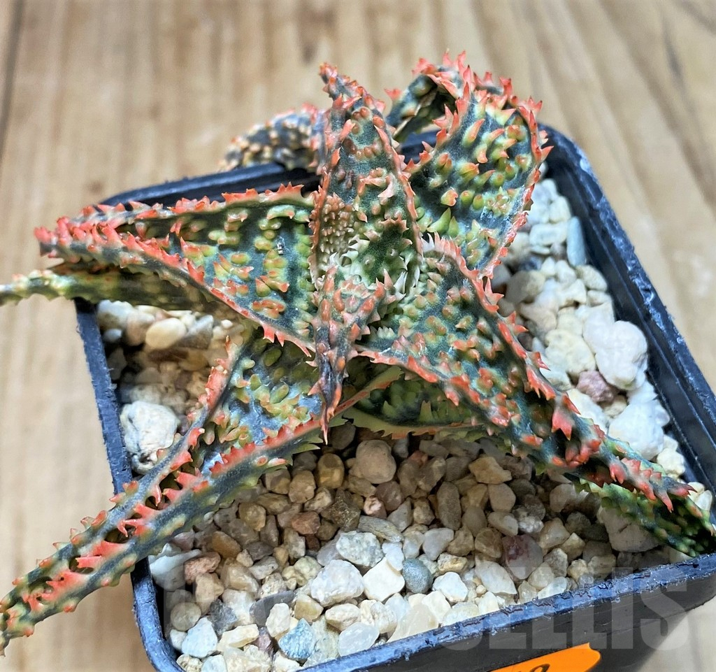 SH1069 Aloe TCT hybrid - Image 2