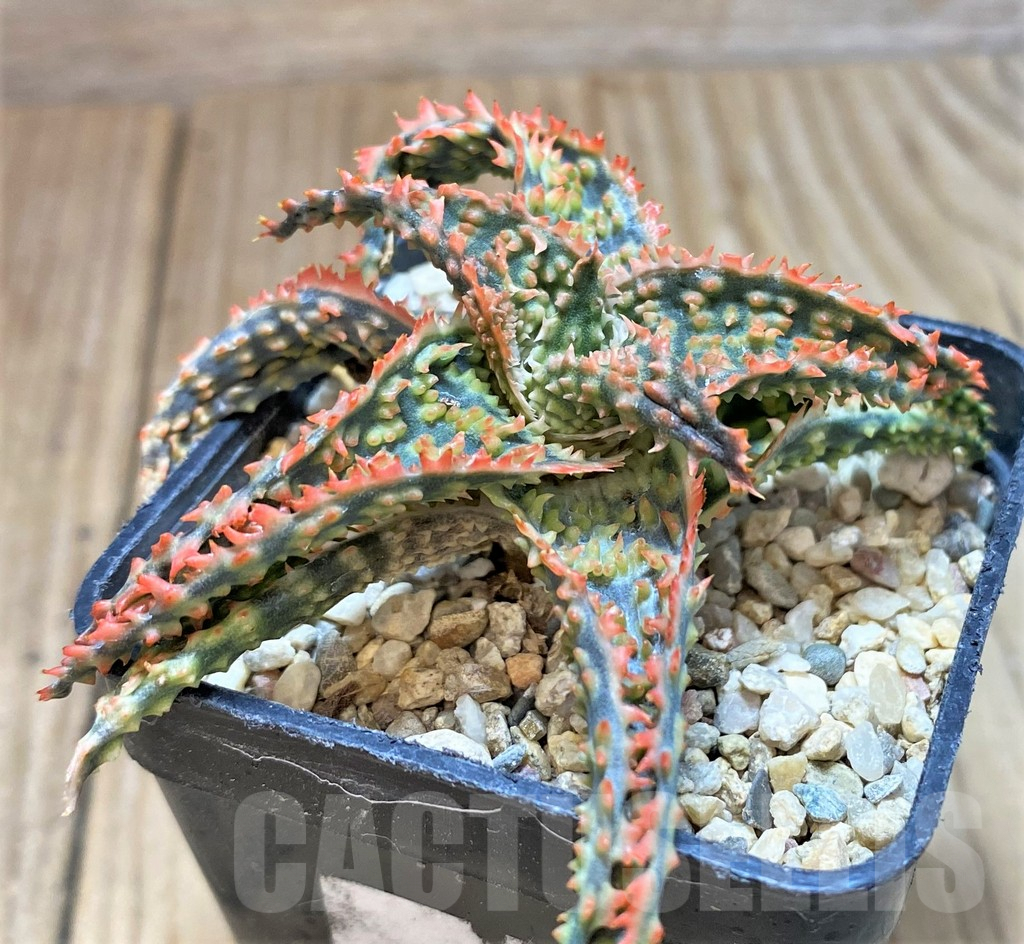 SH1069 Aloe TCT hybrid