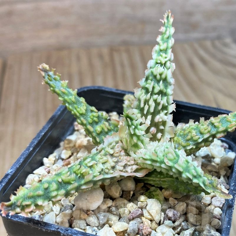 SH1070 Aloe TCT hybrid